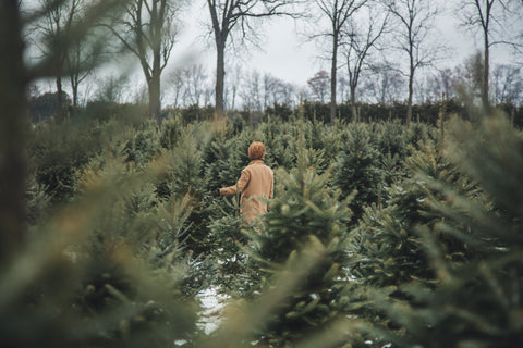 Christmas Trees