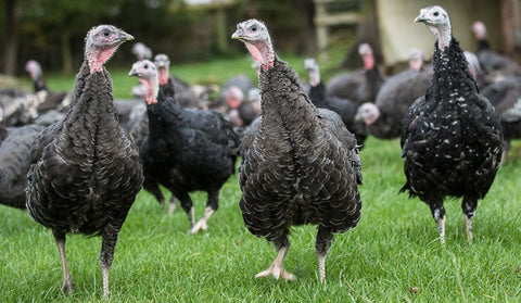 Turkeys