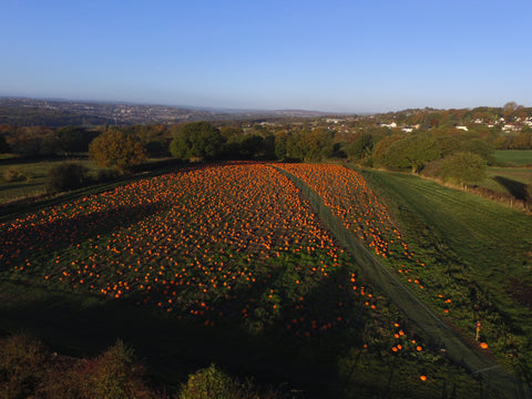 A view of Kemps Farm Horsforth Pick Your Own
