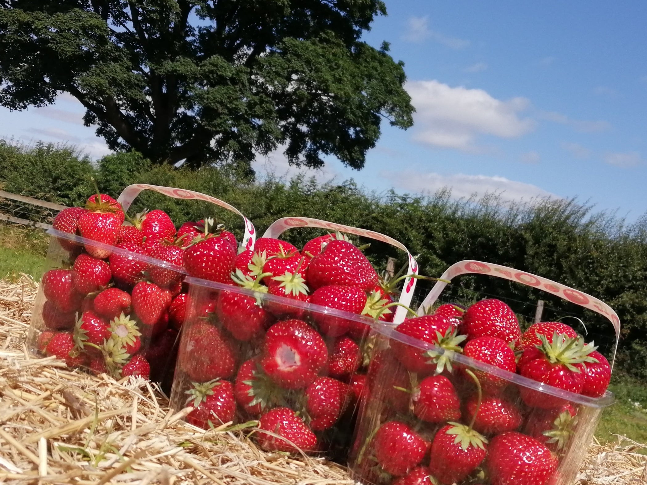Kemps Farm Horsforth P Y O Leeds Barton le Street P Y O Malton kemps-farm-horsforth-p-y-o-leeds-barton-le-street-p-y-o-malton